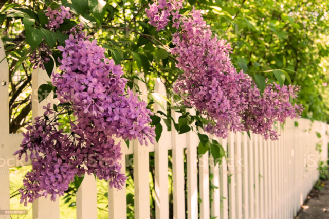 painting backyard fence